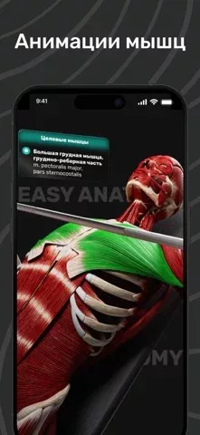 Easy Anatomy: 3D Atlas + AI