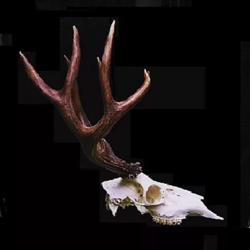 Blacktail Hunter