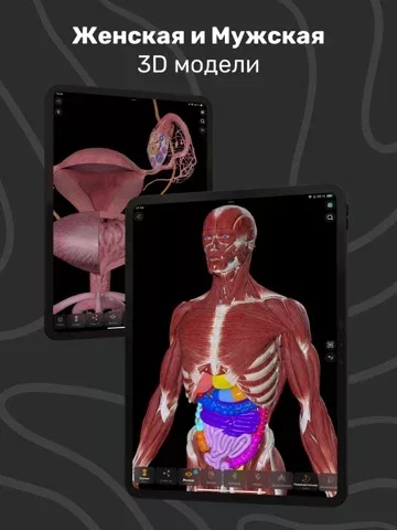 Easy Anatomy: 3D Atlas + AI