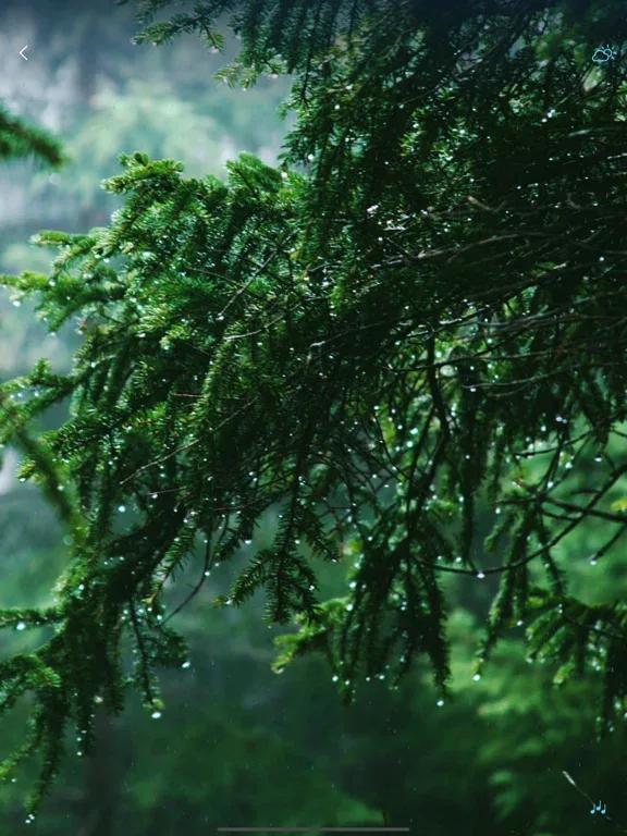 Rain Sounds - Sleep Sounds