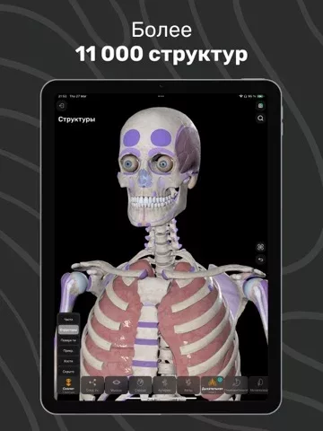 Easy Anatomy: 3D Atlas + AI